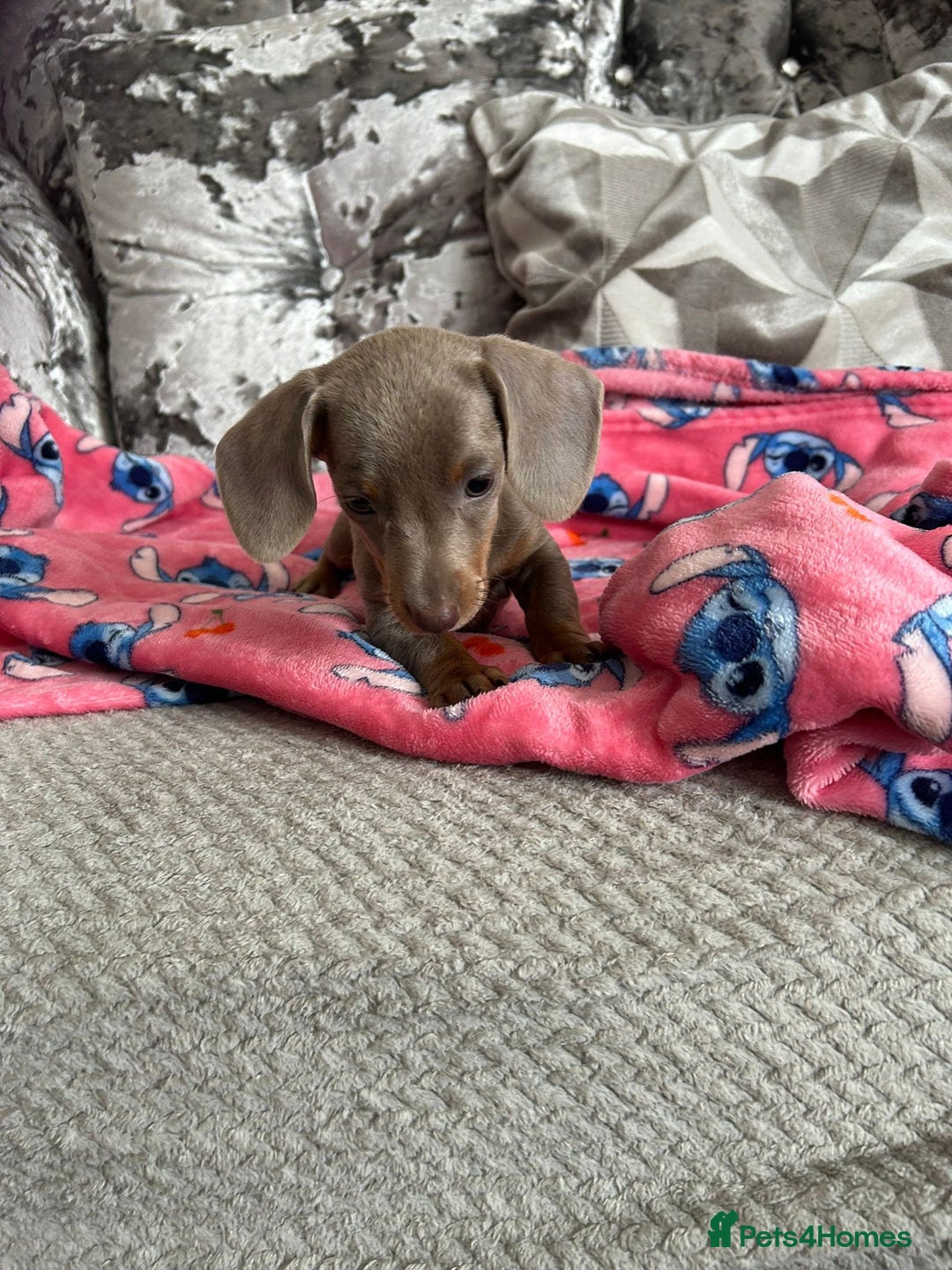 Miniature Dachshund dogs for sale: Miniature dachshund puppies - Image 4