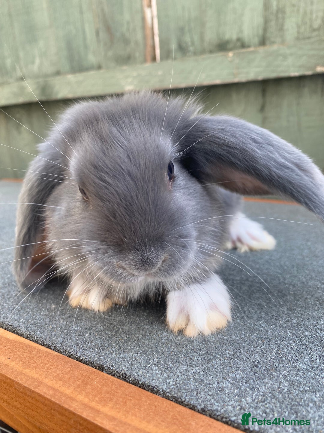 French Lop rabbits for sale: Giant French lop rabbits for sale  - Image 10