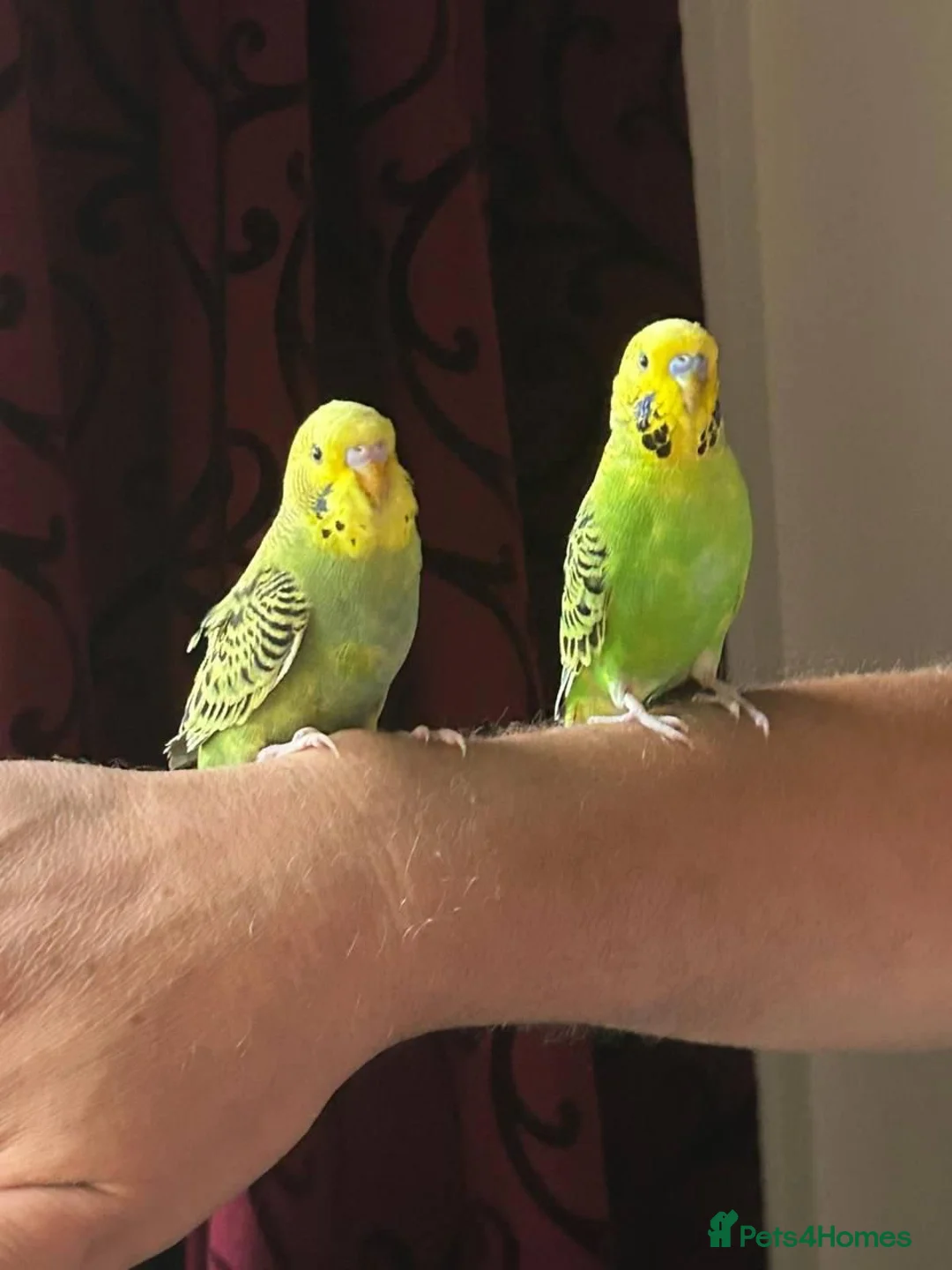 Budgerigars birds for sale: Exhibition BUDGIES - BEAUTIFUL!   - Advert 12