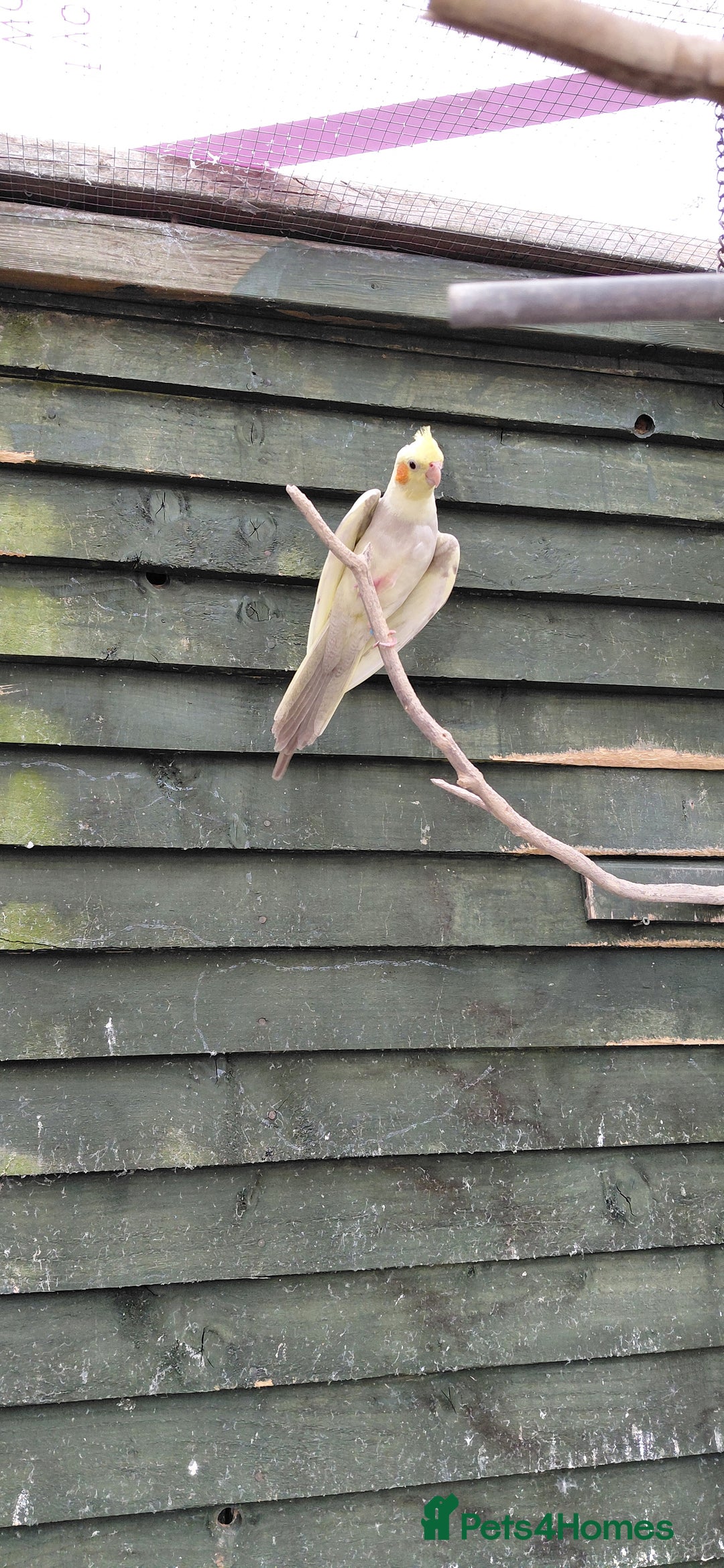 Cockatiels birds for sale: Young cockatiels for sale  - Image 6