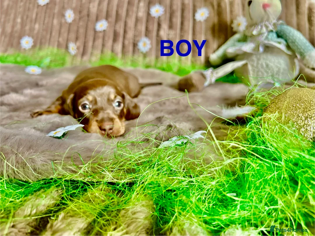 Dachshund dogs for sale: Dachshund Puppies   - Advert 16