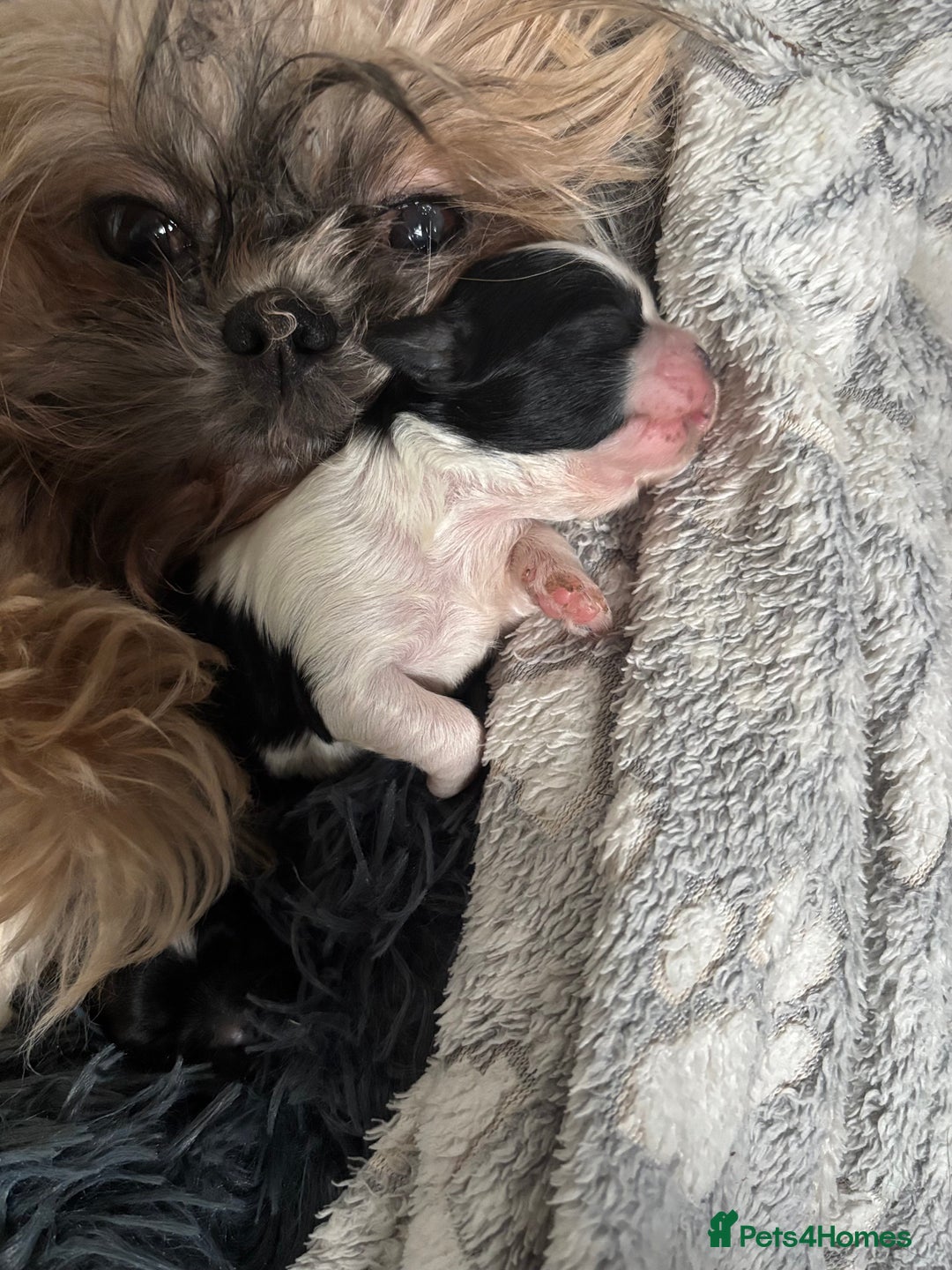 Shih Tzu dogs for sale: 💖 Imperial Shih Tzu Puppies 2 boys and 2 girls - Advert 4