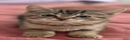 Mixed Breed cats for sale: Kittens  - Advert 5