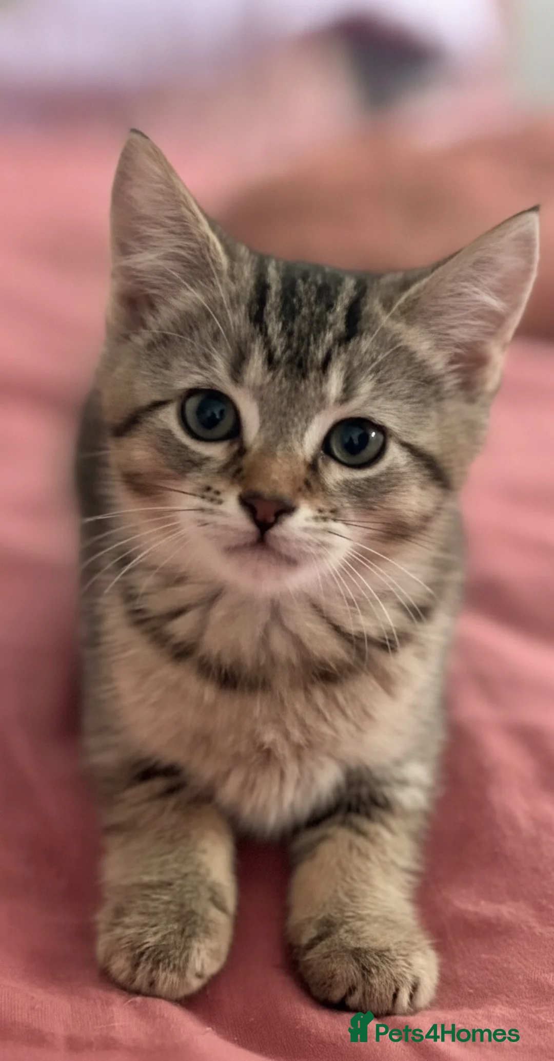 Mixed Breed cats for sale: Kittens  - Advert 5