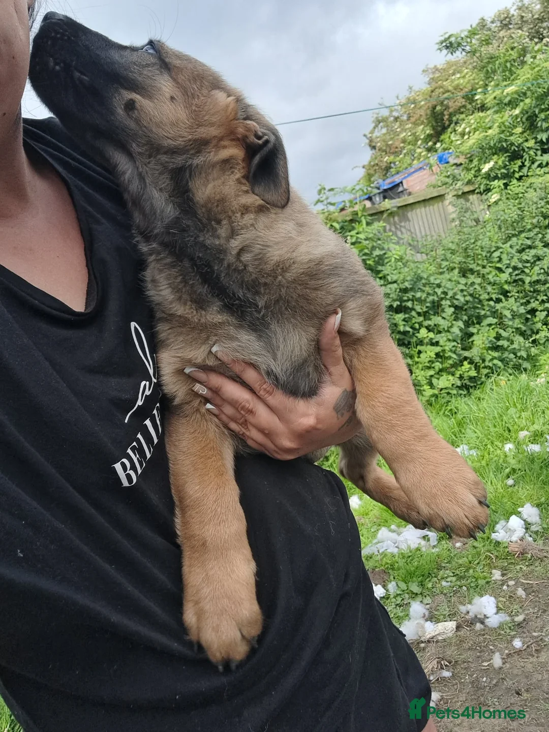 German Shepherd dogs for sale: German shepard puppies  - Advert 2