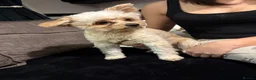 Pomapoo dogs for sale: Pomapoo Jak-jak  - Advert 2