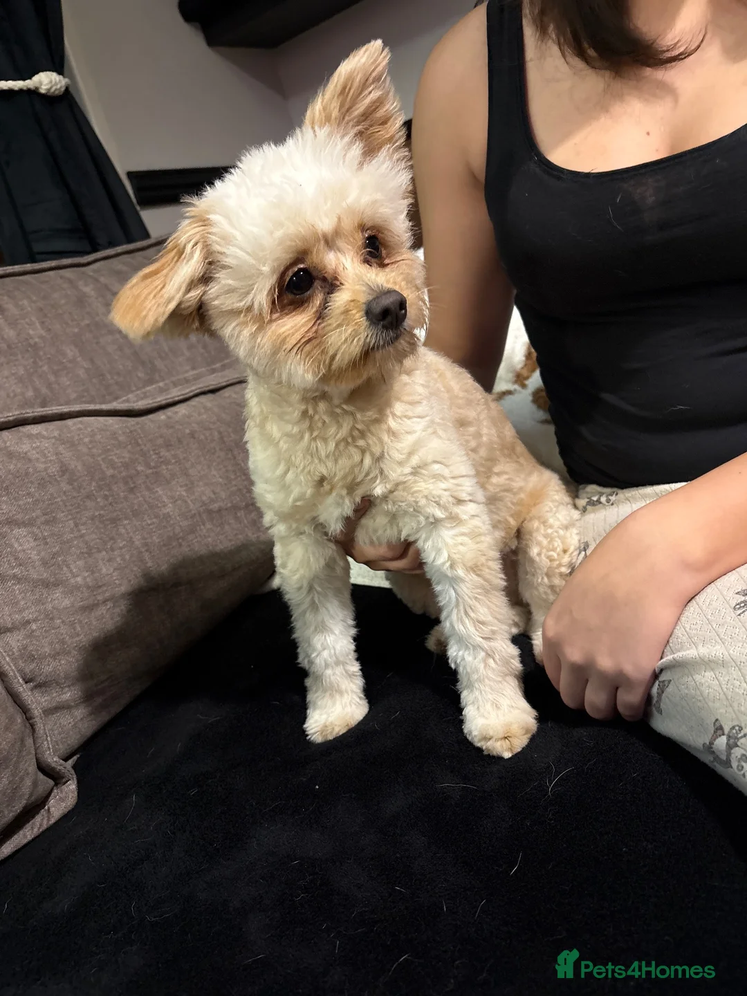 Pomapoo dogs for sale: Pomapoo Jak-jak  - Advert 2