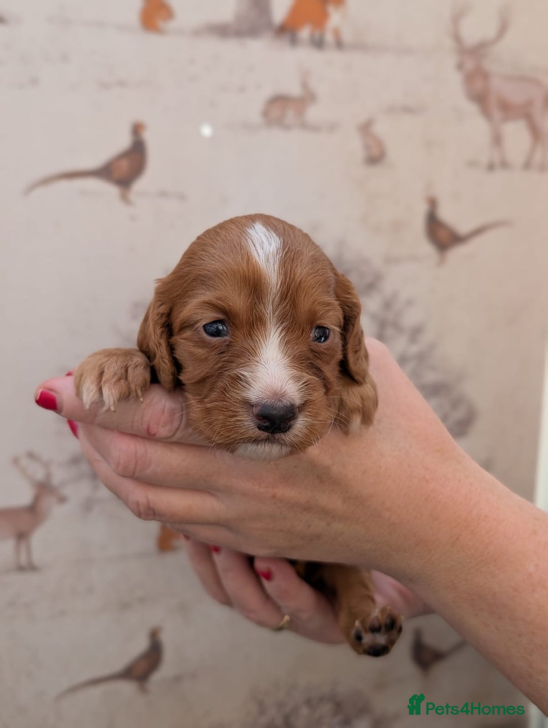 Cocker Spaniel dogs for sale: Beautiful KC Registered Working Cocker Spaniels  - Image 15