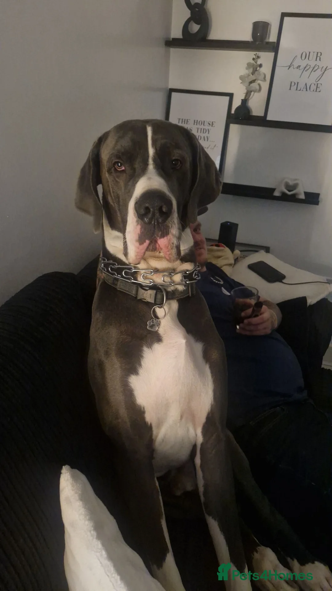 Great Dane dogs for sale: Great dane - Advert 3