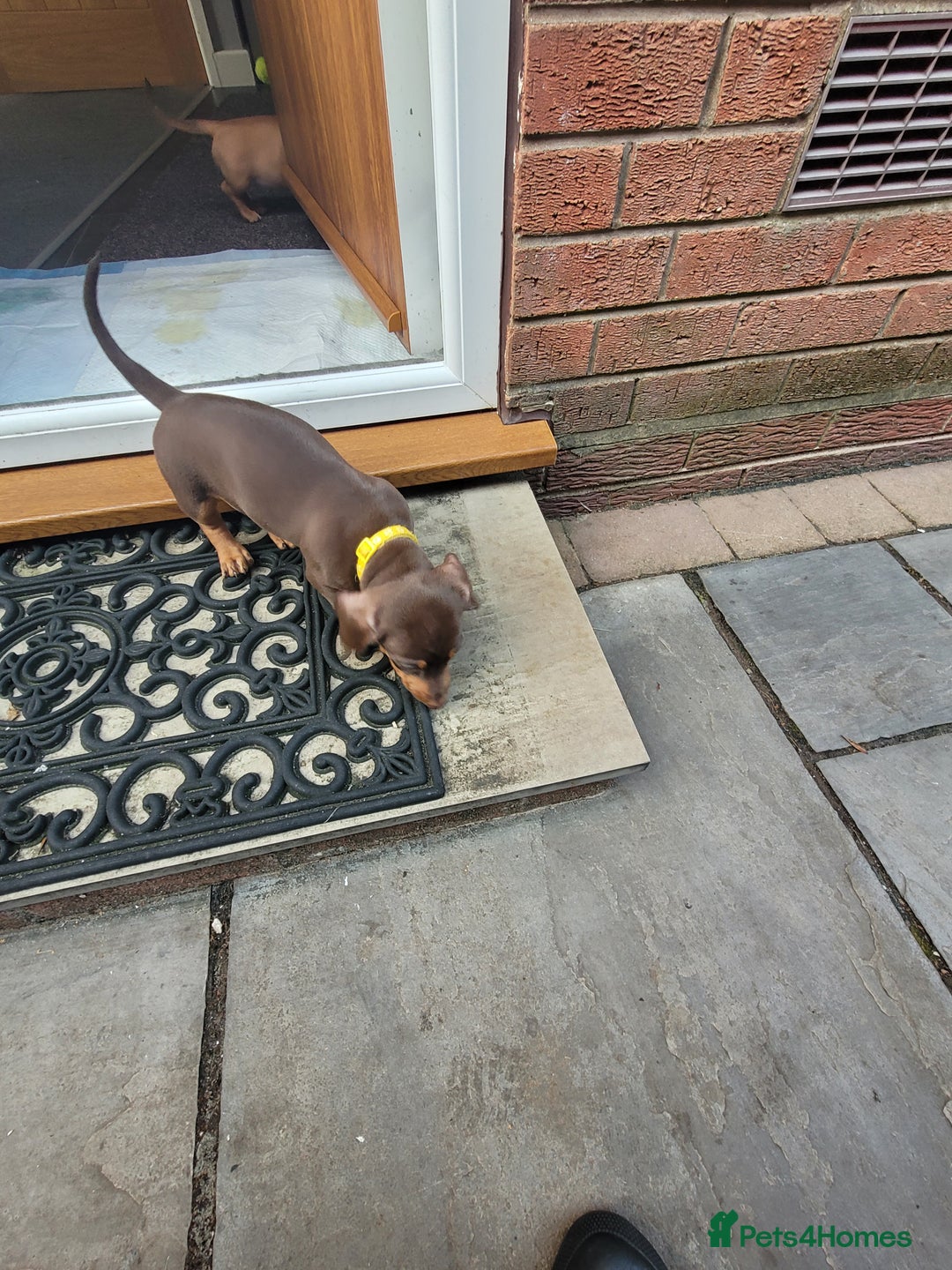 Dachshund dogs for sale: Dachshund minature short hair  - Advert 6