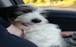 Mixed Breed dogs for sale: Puppy 11 weeks old need a new ASAP - Image 3
