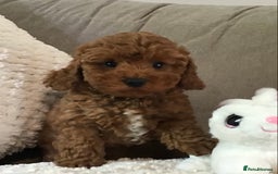 Cockapoo dogs for sale: ADORABLE SMALL MINIATURE F1B COCKAPOO PUPPIES - Image 6