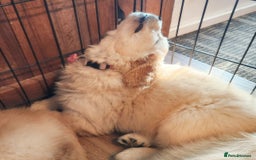 Golden Retriever dogs for sale: Meet our outstanding litter of Retriever puppies! - Advert 4