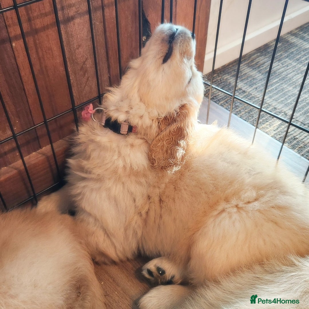 Golden Retriever dogs for sale: Meet our outstanding litter of Retriever puppies! - Advert 4