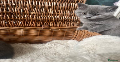 British Shorthair cats - Advert 11