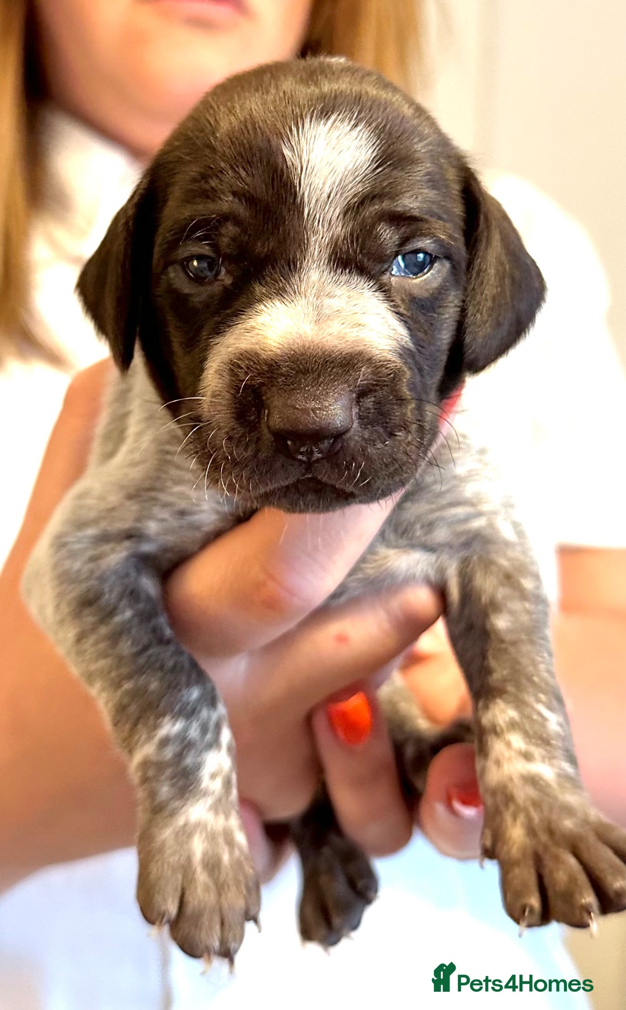 German Shorthaired Pointer dogs 🐾KC Registered German Shorthaired Pointer Puppies - Advert 2