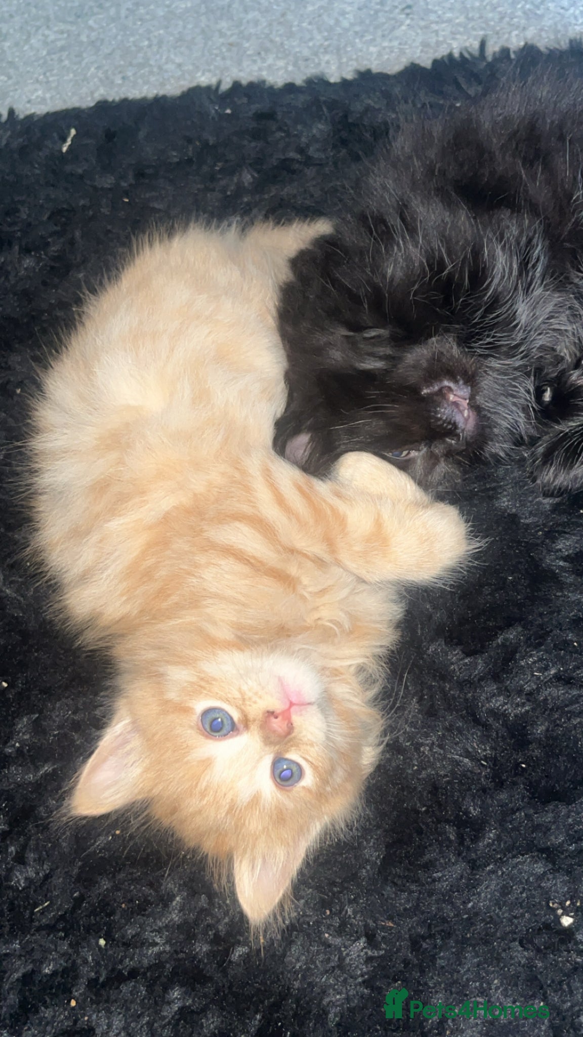 Maine Coon cats for sale: Beautiful tortoiseshell/mainecoon kittens❤️ - Advert 3