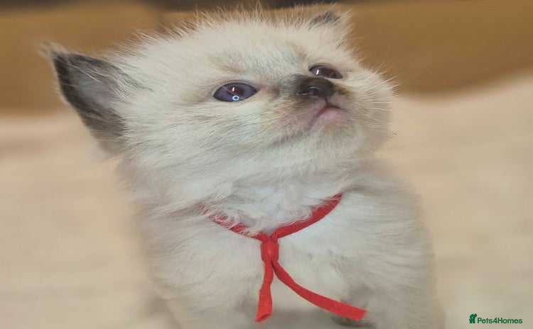 Ragdoll cats for sale - Advert 2