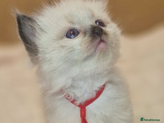 Ragdoll cats - Advert 23