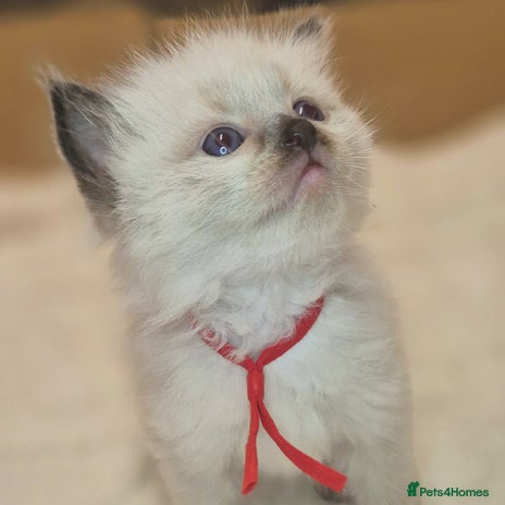 Ragdoll cats - Advert 1