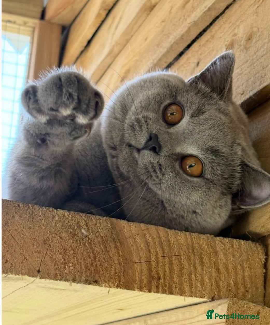 British Shorthair cats ⭐️ Big beautiful blue champion stud gccf  ⭐️ in Derby - Advert 13