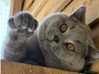 British Shorthair cats ⭐️ Big beautiful blue champion stud gccf ⭐️ in Derby - Advert 14