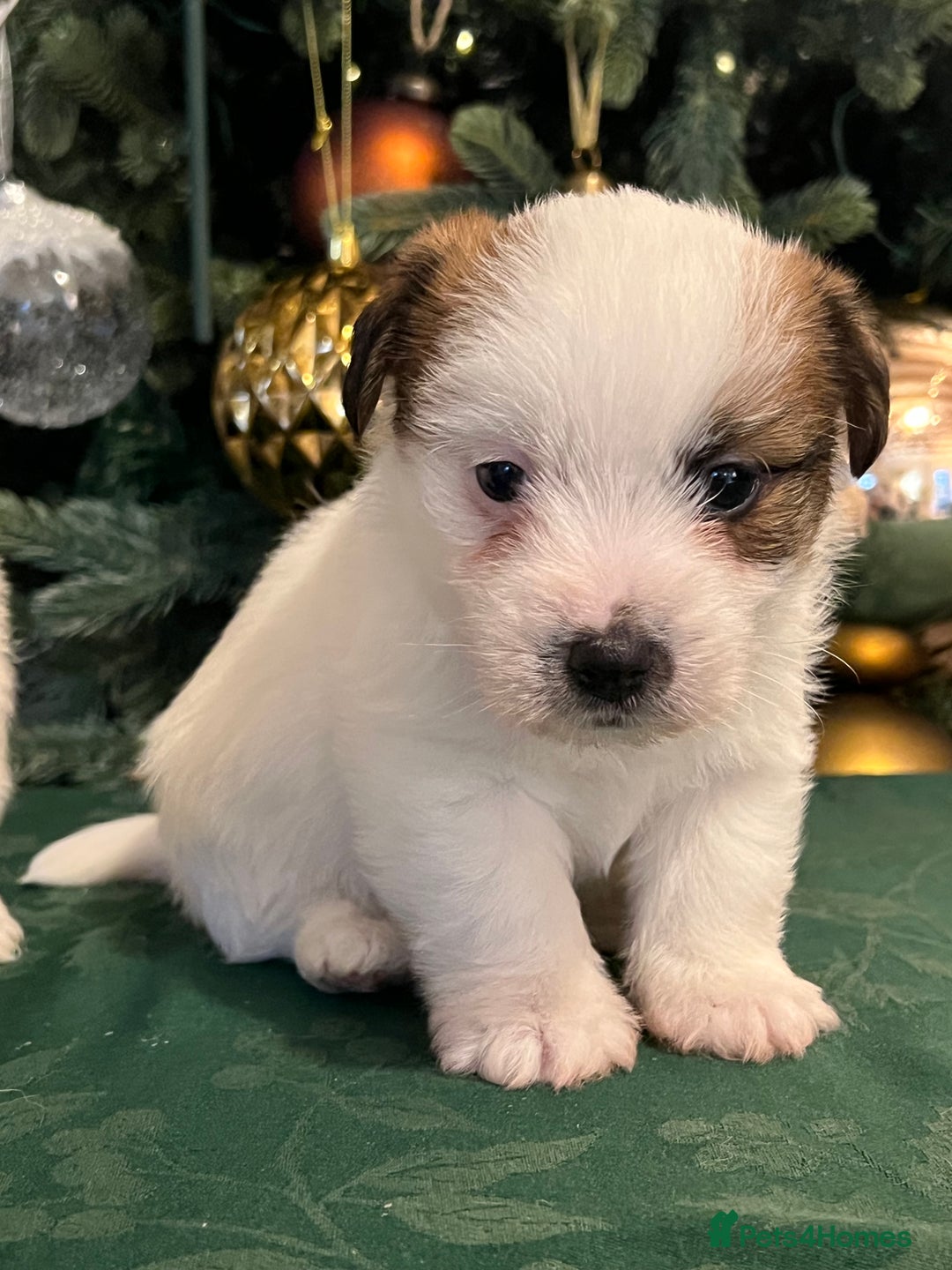 Jack Russell dogs for sale: KC registered  rough coated Jack Russell pups - Advert 22