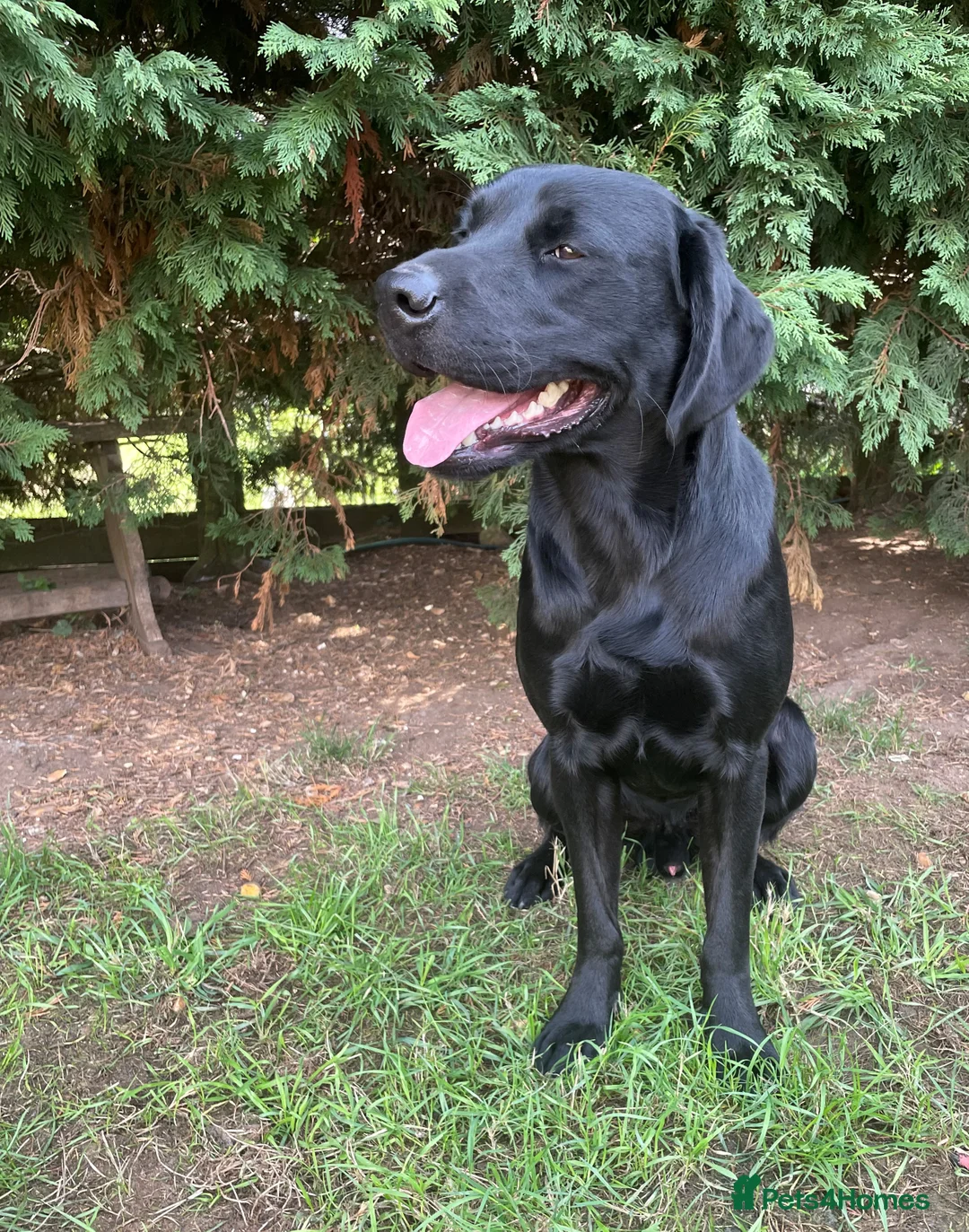 Labrador Retriever dogs for stud: Black Working Labrador Stud Dog Health Tested in Christchurch - Advert 4