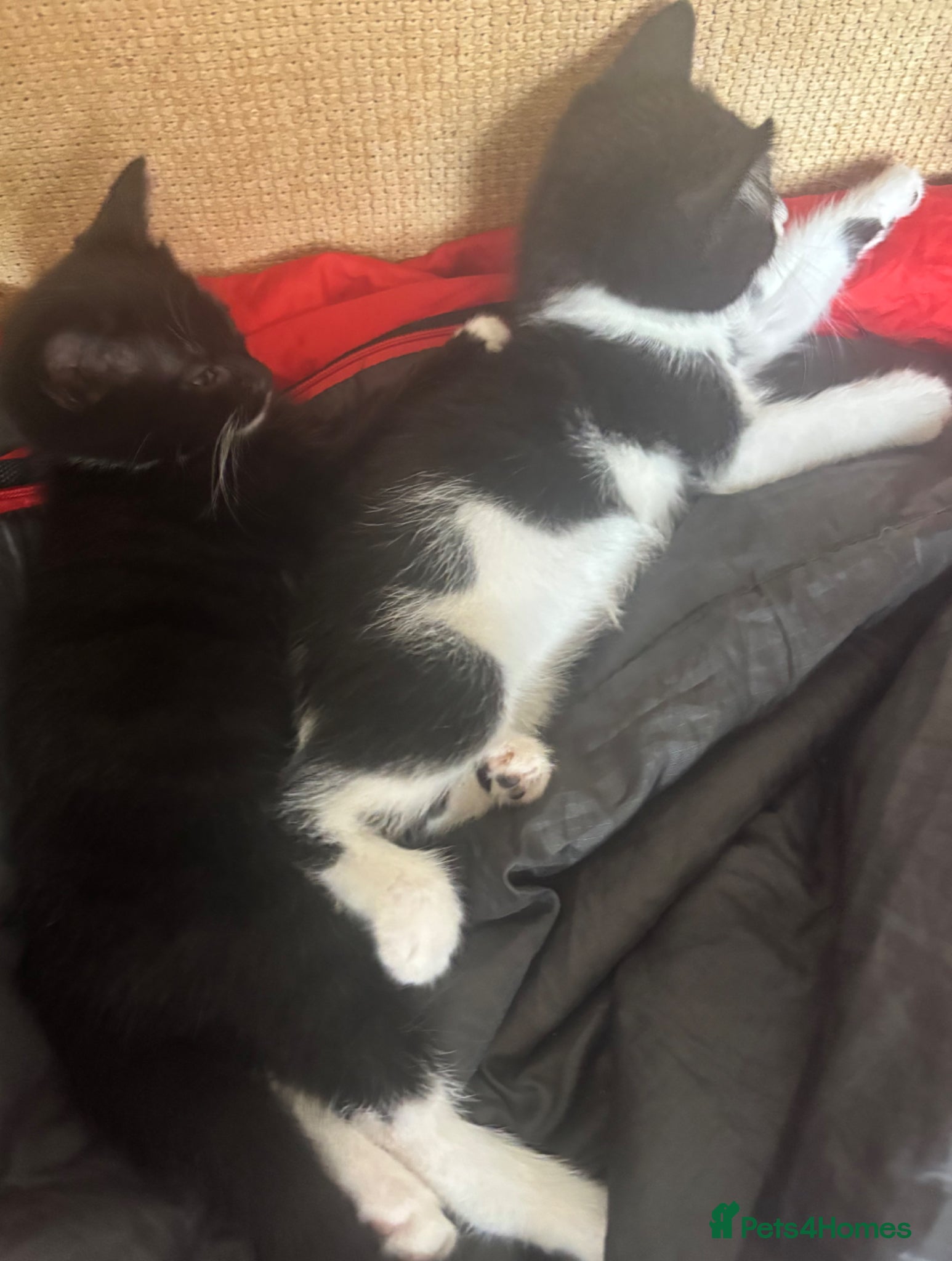 Mixed Breed cats Kittens for sale - Advert 2