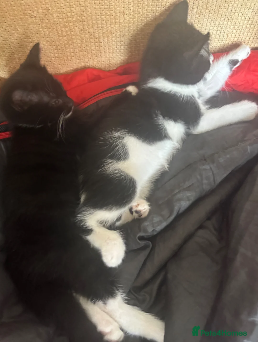 Mixed Breed cats for sale: Kittens for sale - Advert 1