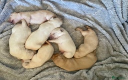 Labrador Retriever dogs for sale: Labrador puppies 5 gen pedigree health tested - Image 14