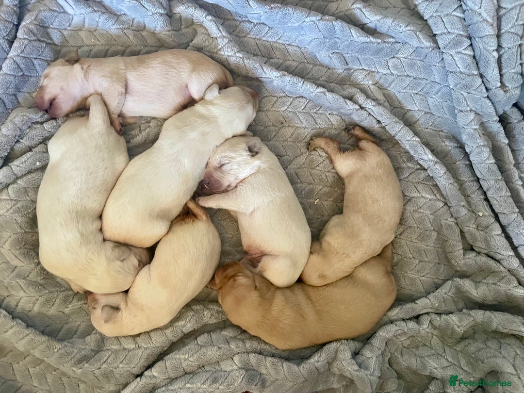 Labrador Retriever dogs for sale: Labrador puppies 5 gen pedigree health tested - Image 14