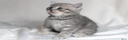 Scottish Fold cats for sale: 🐾Scottish Fold & Straight Kittens, 4Girls, 1Boy  - Advert 5