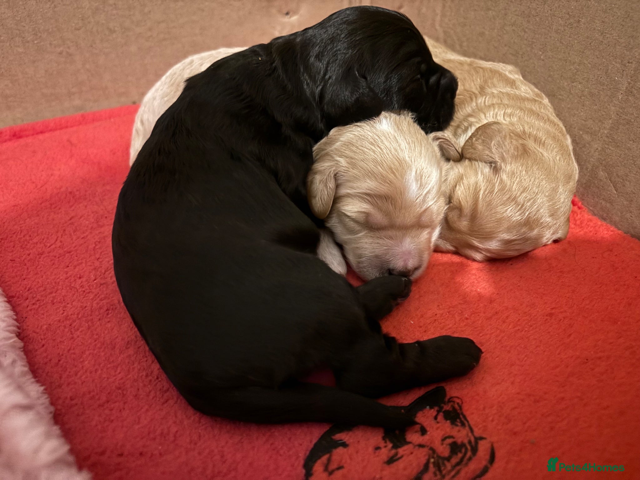 Cockapoo dogs for sale: Cockerpoo F1b puppies  in Hailsham - Advert 11