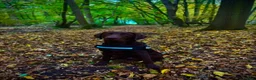 Labrador Retriever dogs for stud: Stud Labrador chocolate/red fox in Halstead - Advert 6