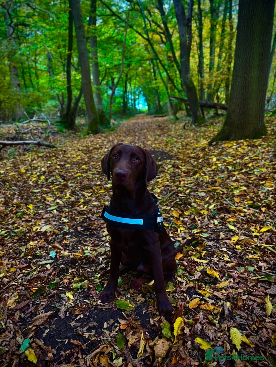 Labrador Retriever dogs for stud: Stud Labrador chocolate/red fox in Halstead - Advert 6