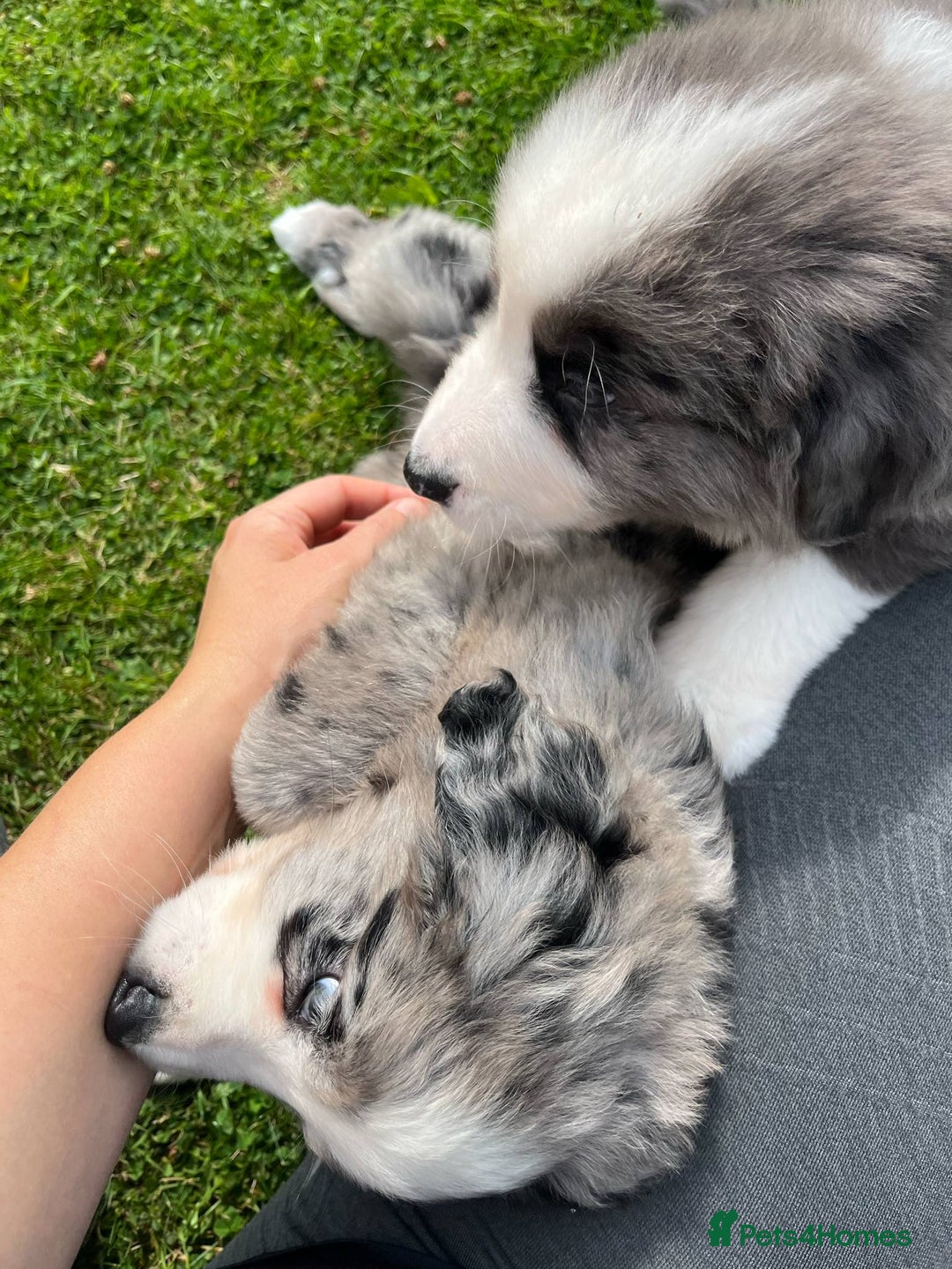 Bernese Mountain Dog dogs for sale: Stunning Chunky Bordernese Puppies - Image 4