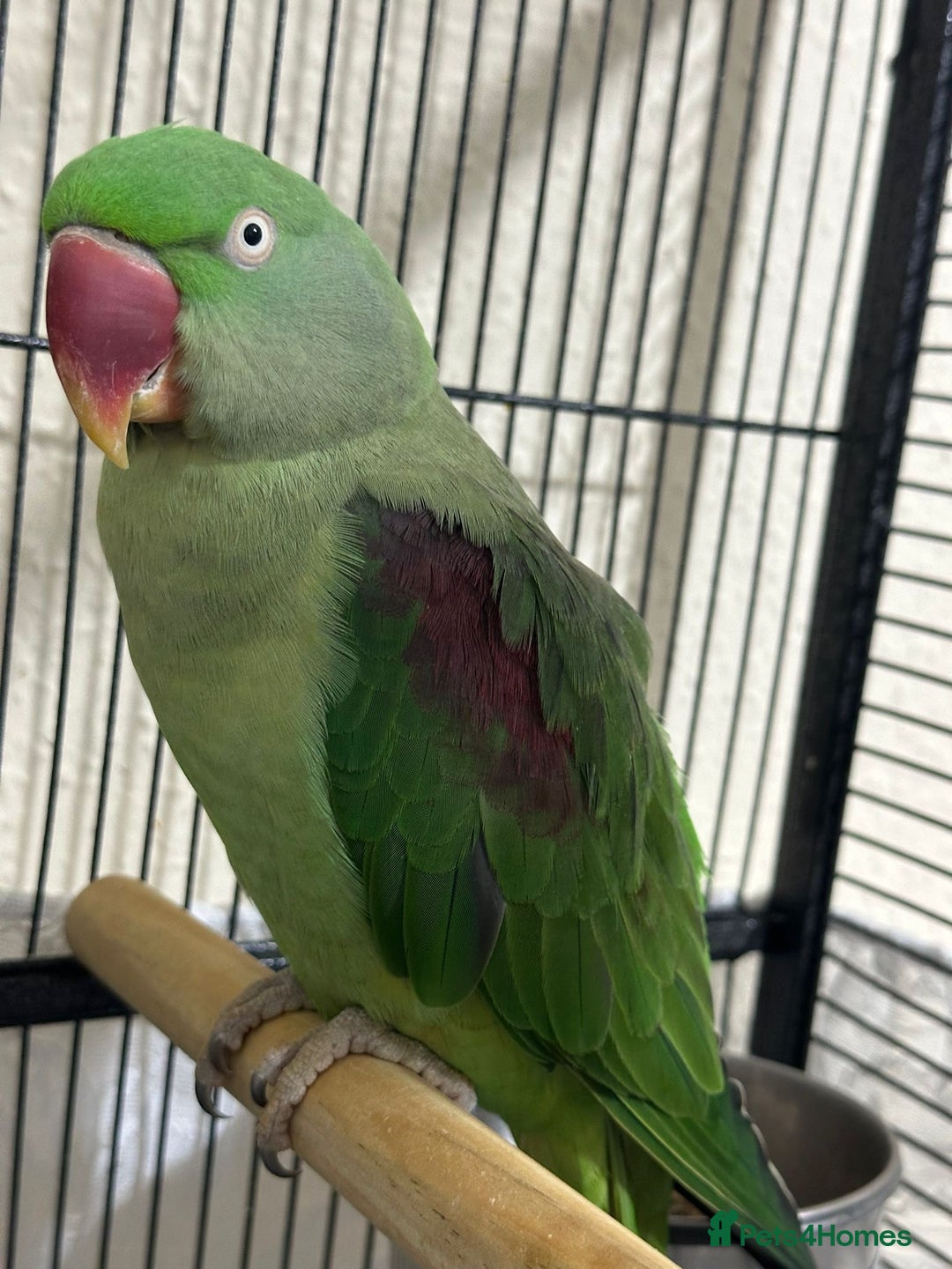 Parrots birds for sale: Alexandrine  - Image 3