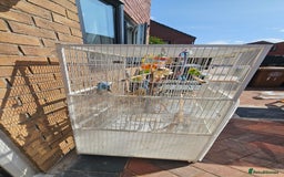 Budgerigars birds for sale: Budgies for sale! Food and 2 cages included! - Image 7