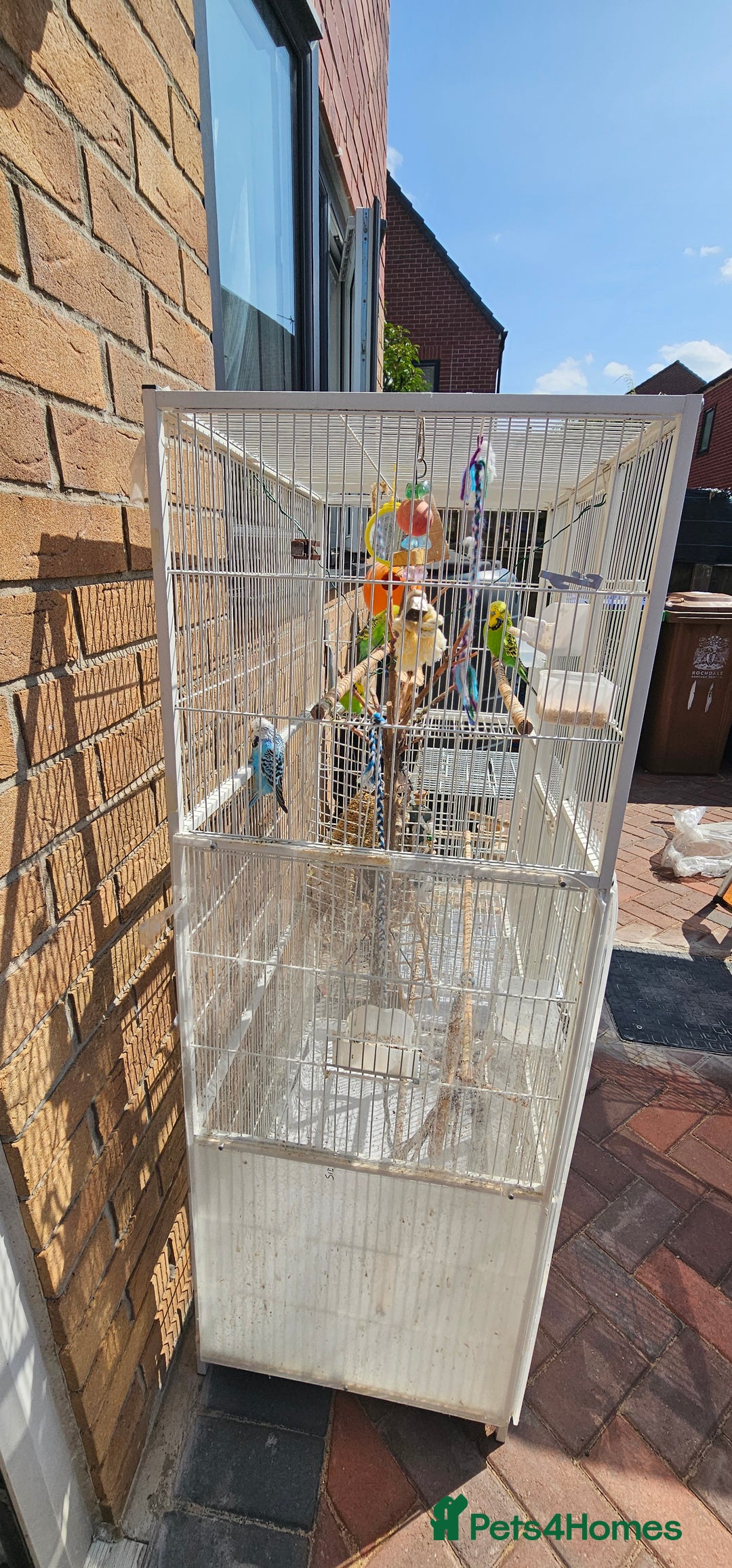Budgerigars birds for sale: Budgies for sale! Food and 2 cages included! - Image 7