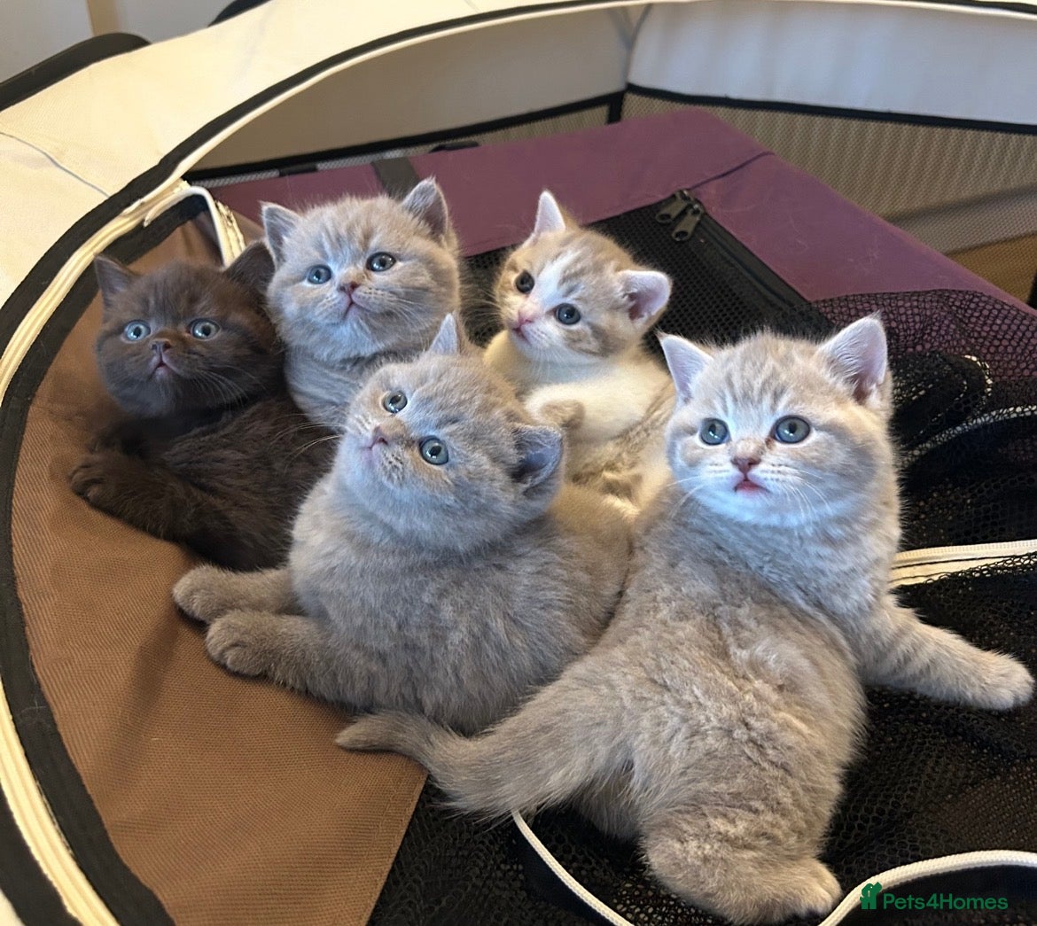 British Shorthair cats British shorthair kittens - Advert 2