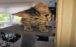Bengal cats for sale: 2 stunning unique snow bengal kittens left  - Image 21
