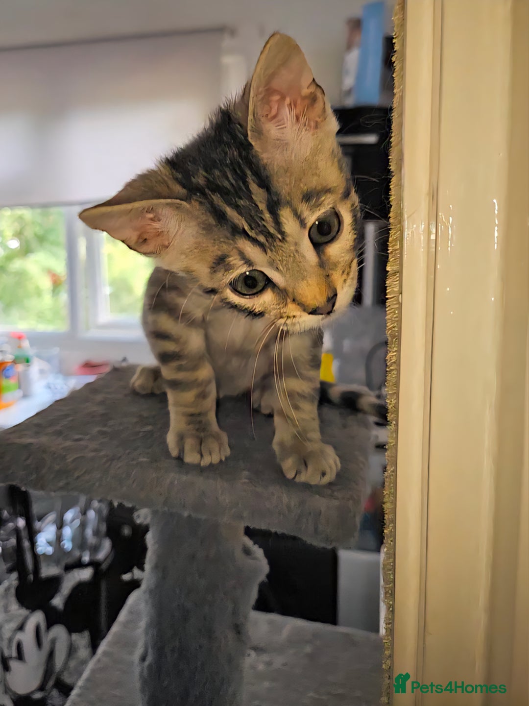Bengal cats for sale: 2 stunning unique snow bengal kittens left  - Image 21