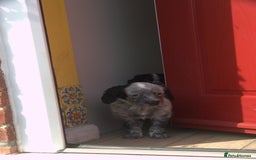 Mixed Breed dogs for sale: Merle Sprollies/Cotralian - Image 13