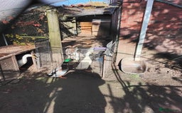 Ducks poultry for sale: White Indian Runner Male Duck - Image 2