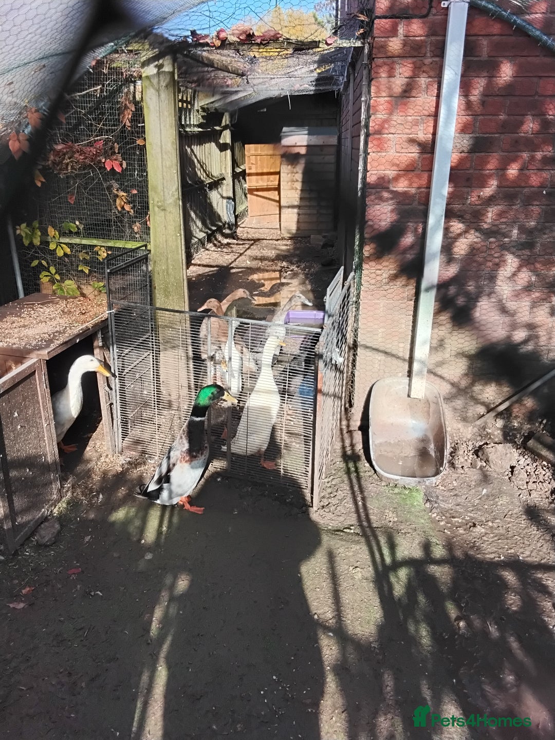 Ducks poultry for sale: White Indian Runner Male Duck - Image 2
