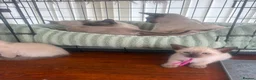 Siamese cats for sale: Siamese kittens  - Advert 8