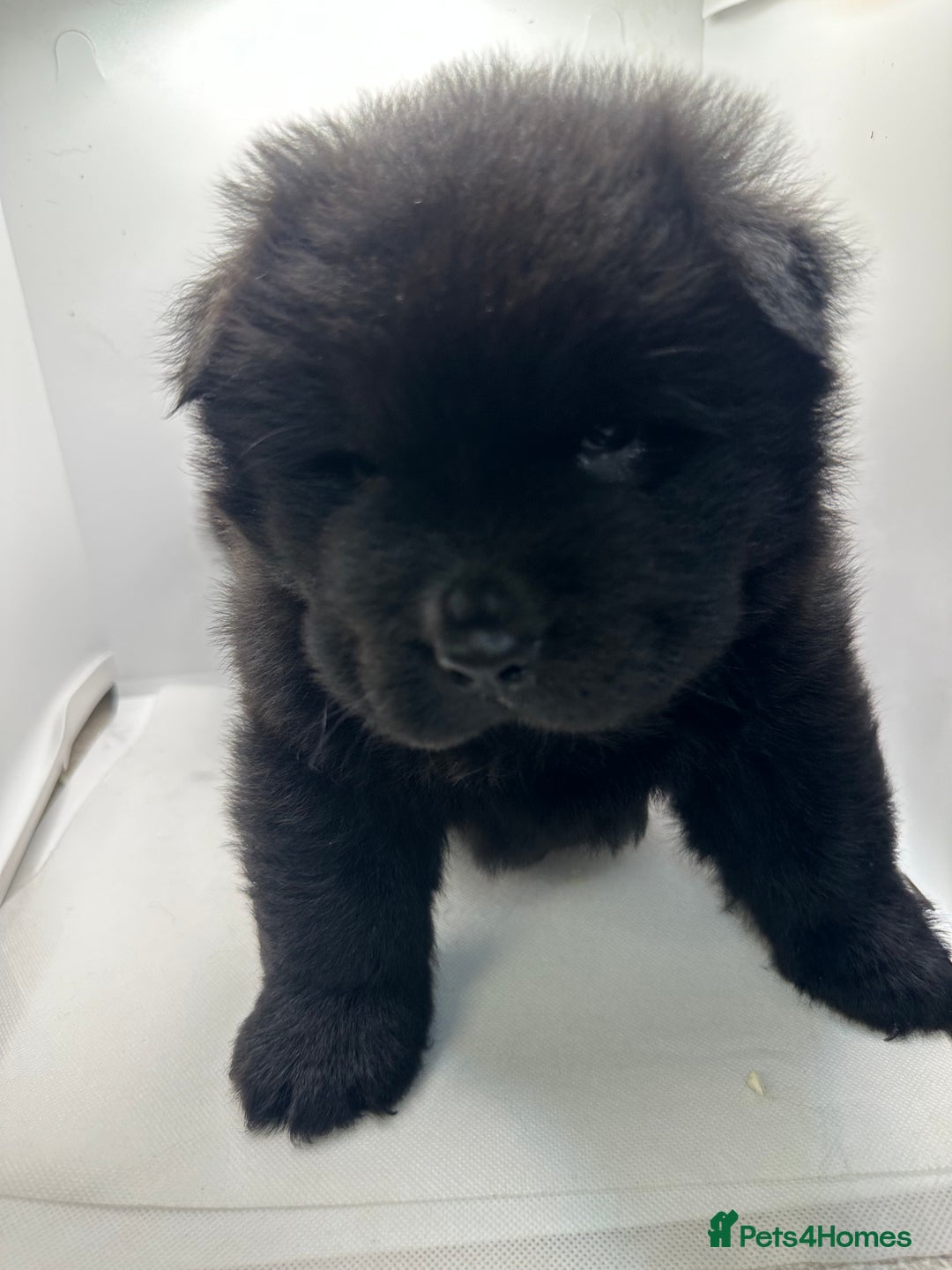 Chow Chow dogs for sale: Merle chow chow  - Advert 22