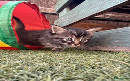 Siberian cats for sale: Siberian x kittens  - Image 13