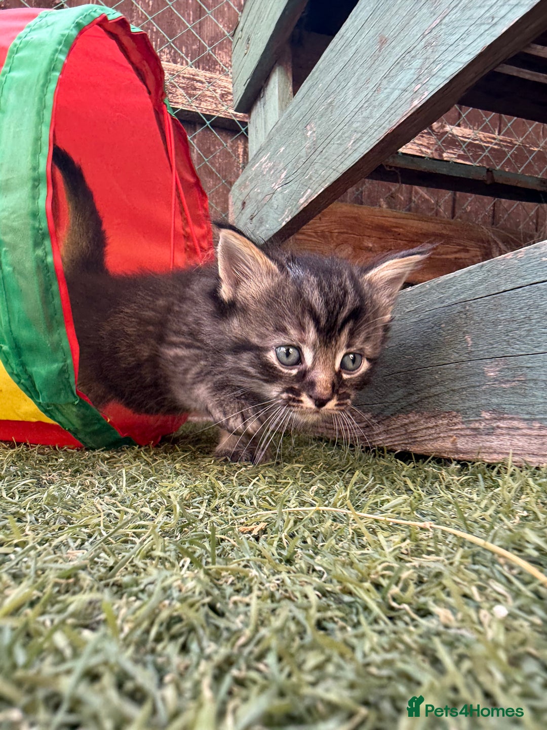 Siberian cats for sale: Siberian x kittens  - Image 13